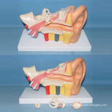 Modelo mediano de ouvido anatômico médico de tamanho médio (R070105)